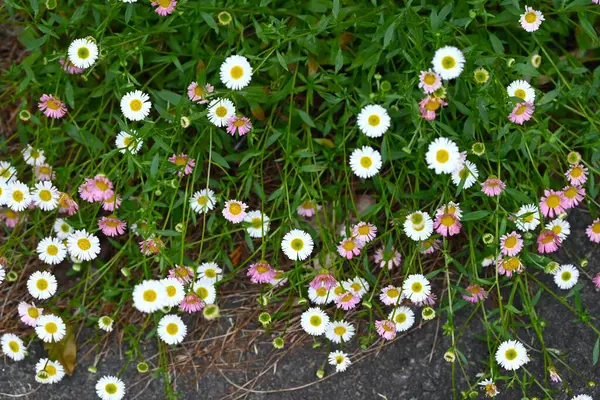  Erigeron (Meksikalı pire) çiçekleri. Asteraceae daimi bitkileri. Küçük beyaz çiçekler sonbahardan sonbahara kadar açar ve kırmızıya döner..