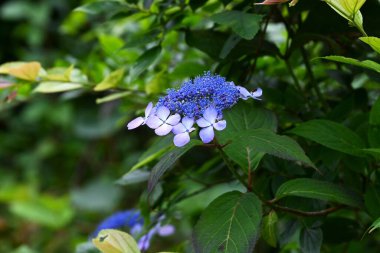 Bir ortanca çiçeğinin yakın plan görüntüsü. Yağmur mevsiminde ortancalar, mevsimlerin değişimini hissetmemizi sağlayan Japonya 'nın temsili çiçeklerinden biridir..