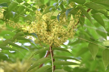 Japon balmumu ağacı çiçekleri. Anacardiaceae yapraklı ağaç. Yazın başlarında panikleyerek küçük sarı-yeşil çiçekler üretir. Meyveleri sarkmış halde..