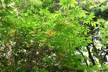 Japon balmumu ağacı çiçekleri. Anacardiaceae yapraklı ağaç. Yazın başlarında panikleyerek küçük sarı-yeşil çiçekler üretir. Meyveleri sarkmış halde..