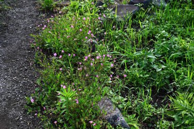 Gül çiçeği (Oenothera rosea) çiçekleri. Onagraceae daimi bitkileri. Soluk pembe çiçekler yazın başından sonbahara kadar açar..