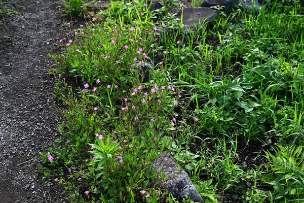 Gül çiçeği (Oenothera rosea) çiçekleri. Onagraceae daimi bitkileri. Soluk pembe çiçekler yazın başından sonbahara kadar açar..
