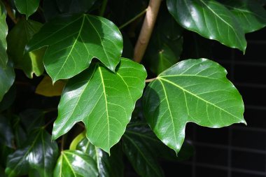 Dendropanax trifidus. Japonca adı 'KakuRemo'. Aaliaceae her zaman yeşil ağaç. Yapraklar parlak koyu yeşildir ve eski yapraklar güzel bir şekilde sarıya döner ve yeni yapraklarla yer değiştirir..