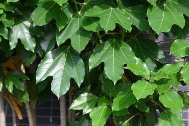 Dendropanax trifidus. Japonca adı 'KakuRemo'. Aaliaceae her zaman yeşil ağaç. Yapraklar parlak koyu yeşildir ve eski yapraklar güzel bir şekilde sarıya döner ve yeni yapraklarla yer değiştirir..