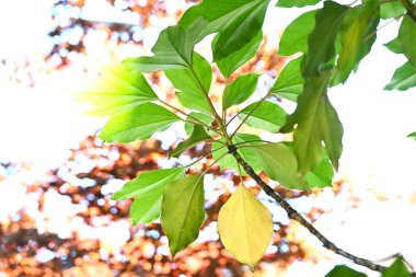Dendropanax trifidus. Japonca adı 'KakuRemo'. Aaliaceae her zaman yeşil ağaç. Yapraklar parlak koyu yeşildir ve eski yapraklar güzel bir şekilde sarıya döner ve yeni yapraklarla yer değiştirir..