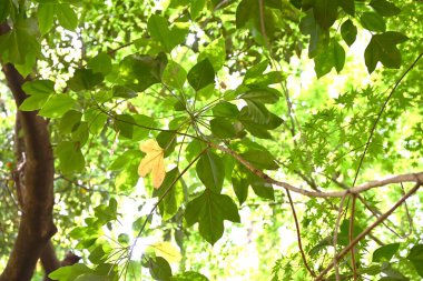 Dendropanax trifidus. Japonca adı 'KakuRemo'. Aaliaceae her zaman yeşil ağaç. Yapraklar parlak koyu yeşildir ve eski yapraklar güzel bir şekilde sarıya döner ve yeni yapraklarla yer değiştirir..