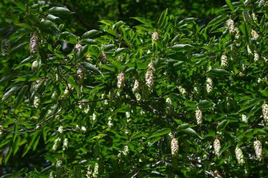 Japon kornası (Carpinus japonica) üst üste binen frenler. Betulaceae yapraklı ağaç. Tohum taşıyan frenler yazın yeşildir ve sonbaharda olgunlaştıkça kahverengileşir..