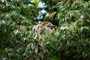 Acer negundo (Boxelder akçaağaç) 'Flamingo' yaprakları. Sapindaceae iğrenç yaprak döken ağaç. Park ağacı olarak kullanılan çeşitli yapraklarla süslemeli bir tür..