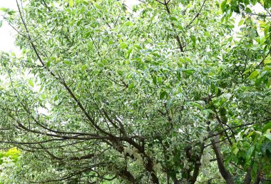 Acer negundo (Boxelder akçaağaç) 'Flamingo' yaprakları. Sapindaceae iğrenç yaprak döken ağaç. Park ağacı olarak kullanılan çeşitli yapraklarla süslemeli bir tür..
