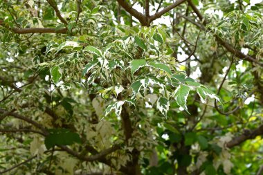 Acer negundo (Boxelder akçaağaç) 'Flamingo' yaprakları. Sapindaceae iğrenç yaprak döken ağaç. Park ağacı olarak kullanılan çeşitli yapraklarla süslemeli bir tür..