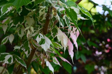 Acer negundo (Boxelder akçaağaç) 'Flamingo' yaprakları. Sapindaceae iğrenç yaprak döken ağaç. Park ağacı olarak kullanılan çeşitli yapraklarla süslemeli bir tür..
