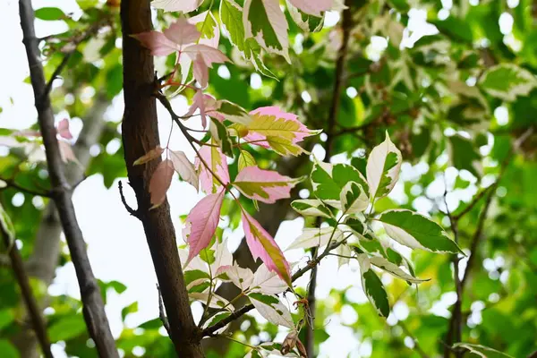 Acer negundo (Boxelder akçaağaç) 'Flamingo' yaprakları. Sapindaceae iğrenç yaprak döken ağaç. Park ağacı olarak kullanılan çeşitli yapraklarla süslemeli bir tür..