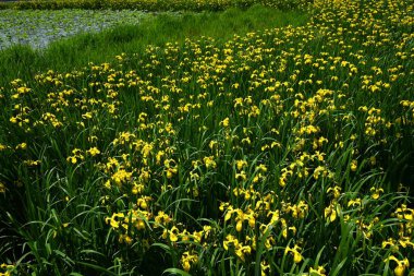 Sarı iris (Iris psödacorus) çiçekleri. Iridaceae bitkileri. Suyun yanında büyürler ve yazın başlarında güzel sarı çiçekler üretirler..