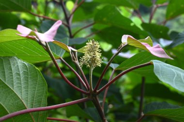 Japon Mallotus (Mallotus japonica) çiçekleri. Euphorbiaceae yapraklı ağacı. Bu ağaç, erkek bitkilerinde sadece erkek ve dişi bitkilerde ise sadece dişi çiçeklerle diyodik didik edilmektedir..