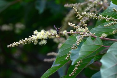 Japon Mallotus (Mallotus japonica) çiçekleri. Euphorbiaceae yapraklı ağacı. Bu ağaç, erkek bitkilerinde sadece erkek ve dişi bitkilerde ise sadece dişi çiçeklerle diyodik didik edilmektedir..