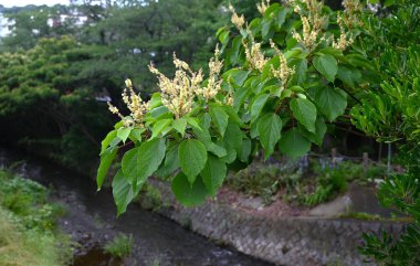 Japon Mallotus (Mallotus japonica) çiçekleri. Euphorbiaceae yapraklı ağacı. Bu ağaç, erkek bitkilerinde sadece erkek ve dişi bitkilerde ise sadece dişi çiçeklerle diyodik didik edilmektedir..