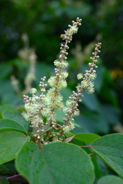 Japon Mallotus (Mallotus japonica) çiçekleri. Euphorbiaceae yapraklı ağacı. Bu ağaç, erkek bitkilerinde sadece erkek ve dişi bitkilerde ise sadece dişi çiçeklerle diyodik didik edilmektedir..