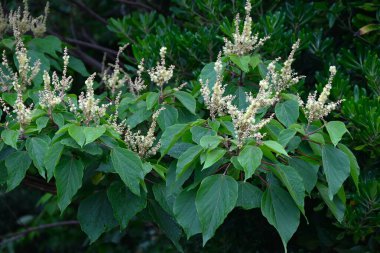 Japon Mallotus (Mallotus japonica) çiçekleri. Euphorbiaceae yapraklı ağacı. Bu ağaç, erkek bitkilerinde sadece erkek ve dişi bitkilerde ise sadece dişi çiçeklerle diyodik didik edilmektedir..