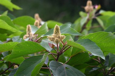 Japon Mallotus (Mallotus japonica) çiçekleri. Euphorbiaceae yapraklı ağacı. Bu ağaç, erkek bitkilerinde sadece erkek ve dişi bitkilerde ise sadece dişi çiçeklerle diyodik didik edilmektedir..