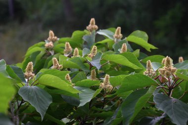 Japon Mallotus (Mallotus japonica) çiçekleri. Euphorbiaceae yapraklı ağacı. Bu ağaç, erkek bitkilerinde sadece erkek ve dişi bitkilerde ise sadece dişi çiçeklerle diyodik didik edilmektedir..
