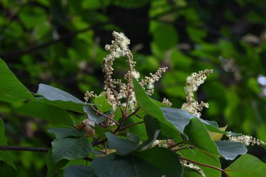 Japon Mallotus (Mallotus japonica) çiçekleri. Euphorbiaceae yapraklı ağacı. Bu ağaç, erkek bitkilerinde sadece erkek ve dişi bitkilerde ise sadece dişi çiçeklerle diyodik didik edilmektedir..