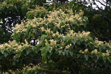 Japon Mallotus (Mallotus japonica) çiçekleri. Euphorbiaceae yapraklı ağacı. Bu ağaç, erkek bitkilerinde sadece erkek ve dişi bitkilerde ise sadece dişi çiçeklerle diyodik didik edilmektedir..