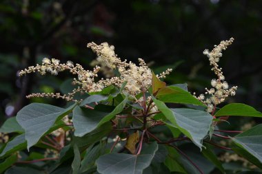 Japon Mallotus (Mallotus japonica) çiçekleri. Euphorbiaceae yapraklı ağacı. Bu ağaç, erkek bitkilerinde sadece erkek ve dişi bitkilerde ise sadece dişi çiçeklerle diyodik didik edilmektedir..