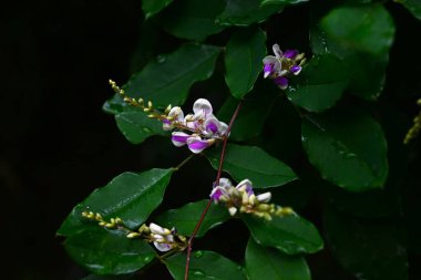 Lespedeza buergeri çiçekleri. Fabaceae yaprak döken çalılar. Beyaz taç yapraklı kelebek şeklinde çiçekler ve Haziran 'dan Eylül' e kadar açık mor kanatlar..