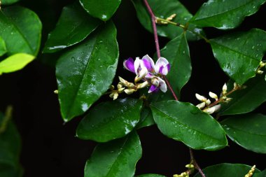 Lespedeza buergeri çiçekleri. Fabaceae yaprak döken çalılar. Beyaz taç yapraklı kelebek şeklinde çiçekler ve Haziran 'dan Eylül' e kadar açık mor kanatlar..