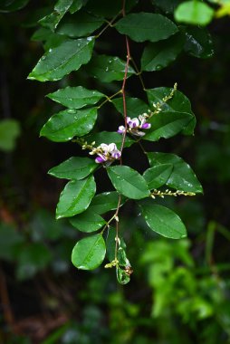 Lespedeza buergeri çiçekleri. Fabaceae yaprak döken çalılar. Beyaz taç yapraklı kelebek şeklinde çiçekler ve Haziran 'dan Eylül' e kadar açık mor kanatlar..