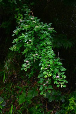 Lespedeza buergeri çiçekleri. Fabaceae yaprak döken çalılar. Beyaz taç yapraklı kelebek şeklinde çiçekler ve Haziran 'dan Eylül' e kadar açık mor kanatlar..