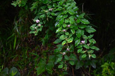 Lespedeza buergeri çiçekleri. Fabaceae yaprak döken çalılar. Beyaz taç yapraklı kelebek şeklinde çiçekler ve Haziran 'dan Eylül' e kadar açık mor kanatlar..