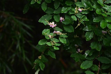 Lespedeza buergeri çiçekleri. Fabaceae yaprak döken çalılar. Beyaz taç yapraklı kelebek şeklinde çiçekler ve Haziran 'dan Eylül' e kadar açık mor kanatlar..