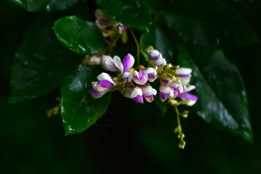 Lespedeza buergeri çiçekleri. Fabaceae yaprak döken çalılar. Beyaz taç yapraklı kelebek şeklinde çiçekler ve Haziran 'dan Eylül' e kadar açık mor kanatlar..