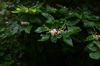 Lespedeza buergeri çiçekleri. Fabaceae yaprak döken çalılar. Beyaz taç yapraklı kelebek şeklinde çiçekler ve Haziran 'dan Eylül' e kadar açık mor kanatlar..