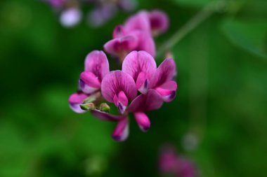  Çalı yoncası (Lespedeza bicolor) çiçekleri. Fabaceae yaprak döken çalı. Kelebek şeklinde kırmızı-mor çiçekler Haziran 'dan Eylül' e kadar açar..