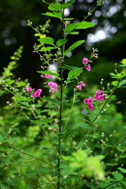  Çalı yoncası (Lespedeza bicolor) çiçekleri. Fabaceae yaprak döken çalı. Kelebek şeklinde kırmızı-mor çiçekler Haziran 'dan Eylül' e kadar açar..
