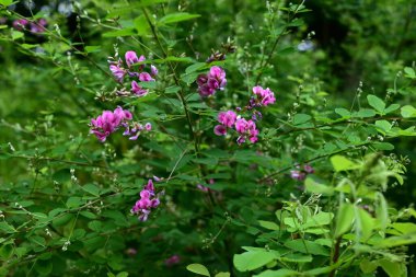  Çalı yoncası (Lespedeza bicolor) çiçekleri. Fabaceae yaprak döken çalı. Kelebek şeklinde kırmızı-mor çiçekler Haziran 'dan Eylül' e kadar açar..