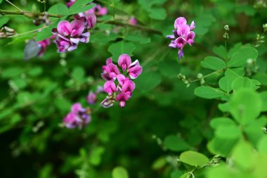  Çalı yoncası (Lespedeza bicolor) çiçekleri. Fabaceae yaprak döken çalı. Kelebek şeklinde kırmızı-mor çiçekler Haziran 'dan Eylül' e kadar açar..