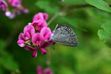  Çalı yoncası (Lespedeza bicolor) çiçekleri. Fabaceae yaprak döken çalı. Kelebek şeklinde kırmızı-mor çiçekler Haziran 'dan Eylül' e kadar açar..