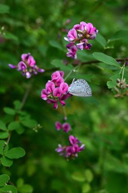  Çalı yoncası (Lespedeza bicolor) çiçekleri. Fabaceae yaprak döken çalı. Kelebek şeklinde kırmızı-mor çiçekler Haziran 'dan Eylül' e kadar açar..