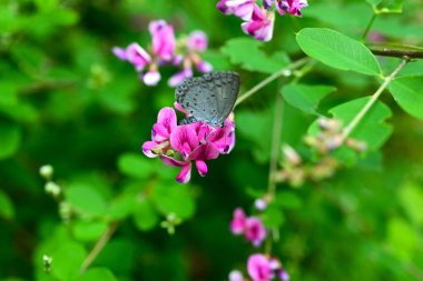  Çalı yoncası (Lespedeza bicolor) çiçekleri. Fabaceae yaprak döken çalı. Kelebek şeklinde kırmızı-mor çiçekler Haziran 'dan Eylül' e kadar açar..