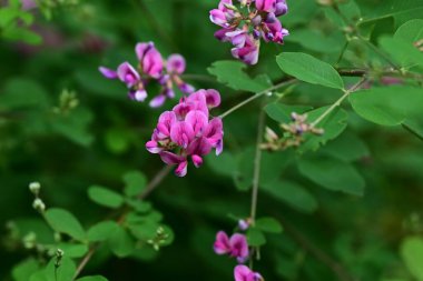  Çalı yoncası (Lespedeza bicolor) çiçekleri. Fabaceae yaprak döken çalı. Kelebek şeklinde kırmızı-mor çiçekler Haziran 'dan Eylül' e kadar açar..