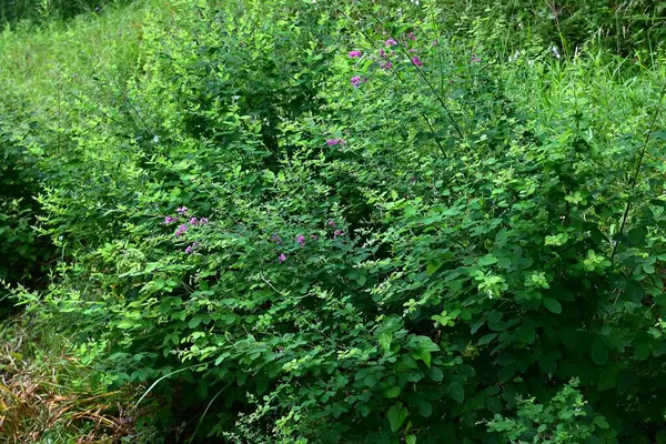  Çalı yoncası (Lespedeza bicolor) çiçekleri. Fabaceae yaprak döken çalı. Kelebek şeklinde kırmızı-mor çiçekler Haziran 'dan Eylül' e kadar açar..