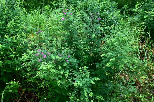  Çalı yoncası (Lespedeza bicolor) çiçekleri. Fabaceae yaprak döken çalı. Kelebek şeklinde kırmızı-mor çiçekler Haziran 'dan Eylül' e kadar açar..