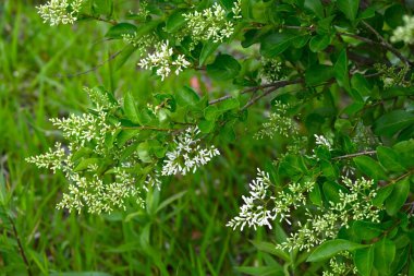 Ligustrum japonicum (Japon mahrem yeri) çiçekleri. Oleaceae her zaman yeşil çalı. Dört yapraklı küçük beyaz çiçekler yazın başlarında paniğe kapılır..