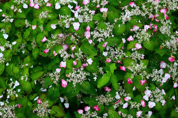 Hydrangea serrata 'Beni-gaku' flowers. It grows in partial shade forests and along streams, and its white ornamental flowers (calyx) turn red when exposed to sunlight.