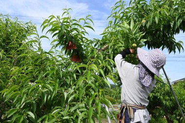 Şeftali ekiminden bir sahne. Şeftaliler hasarı önlemek için kağıt torbalara sarılır ve yazdan sonbahara kadar hasat edilir..