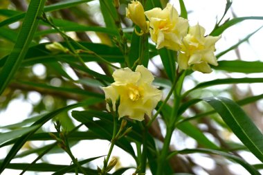 Sarı zakkum (Cascabela thevetia) çiçekleri. Apocynaceae tropikal yarı dayanıklı yaprak döken ağaç. Kokulu huni şekilli sarı çiçekler yazın açar..