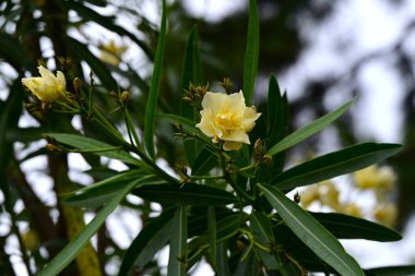 Sarı zakkum (Cascabela thevetia) çiçekleri. Apocynaceae tropikal yarı dayanıklı yaprak döken ağaç. Kokulu huni şekilli sarı çiçekler yazın açar..